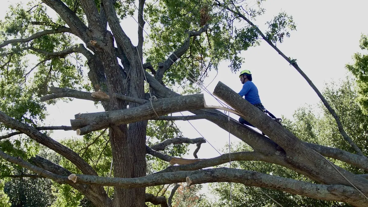 Professional Crown Thinning performed by certified arborists in Red Hill